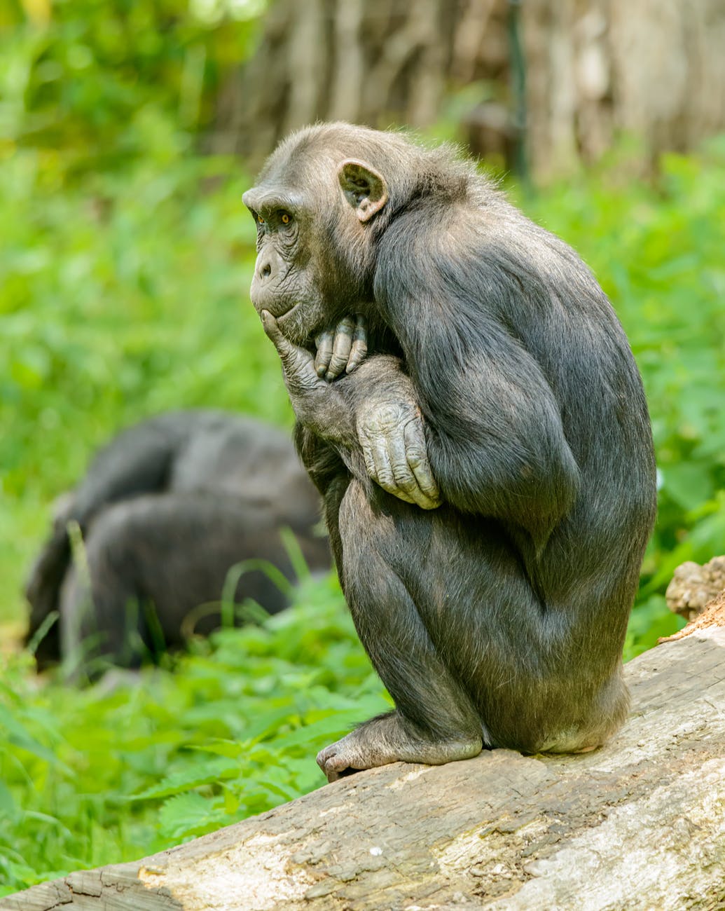 an ape sitting on concrete